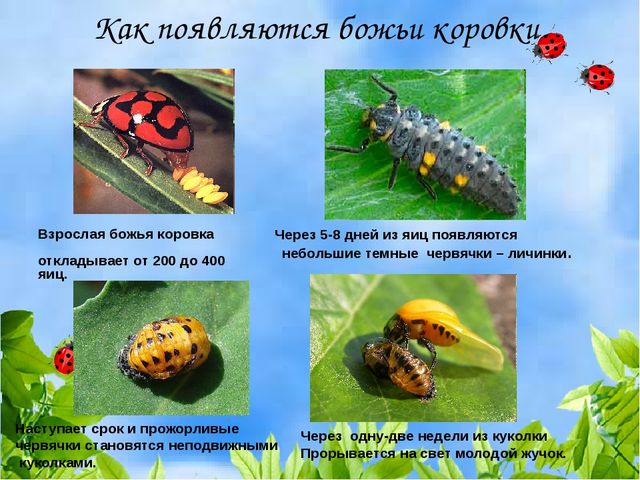 Презентация к интегрированному комплексному занятию в младшей группе на тему «Здравствуй, божья коровка!»