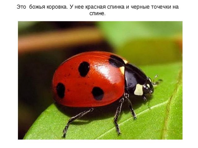 Презентация по ознакомлению с окружающим миром на тему "Насекомые" для дошкольников