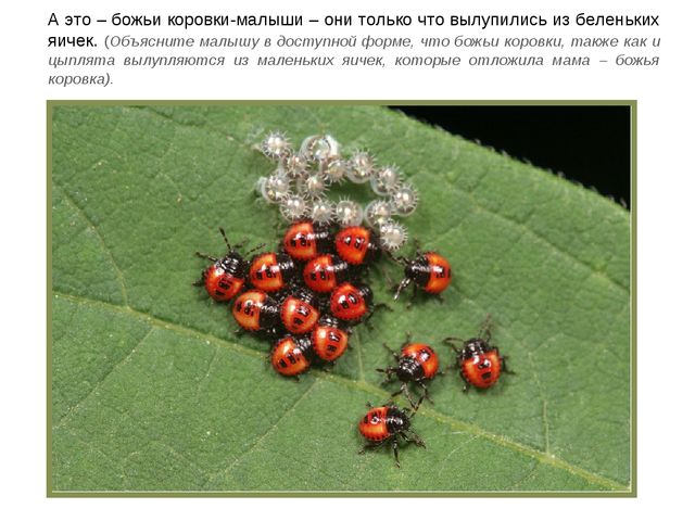 Презентация по ознакомлению с окружающим миром на тему "Насекомые" для дошкольников