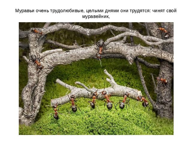 Презентация по ознакомлению с окружающим миром на тему "Насекомые" для дошкольников