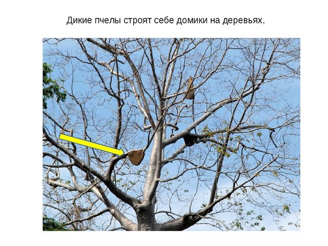 Презентация по ознакомлению с окружающим миром на тему "Насекомые" для дошкольников