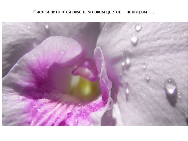 Презентация по ознакомлению с окружающим миром на тему "Насекомые" для дошкольников