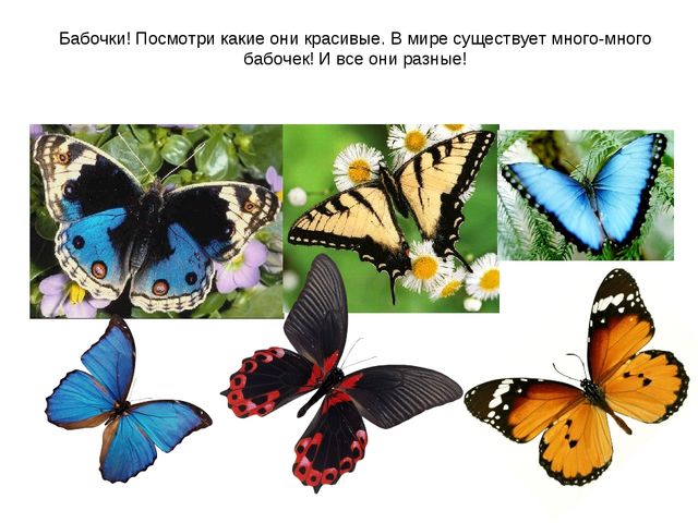 Презентация по ознакомлению с окружающим миром на тему "Насекомые" для дошкольников