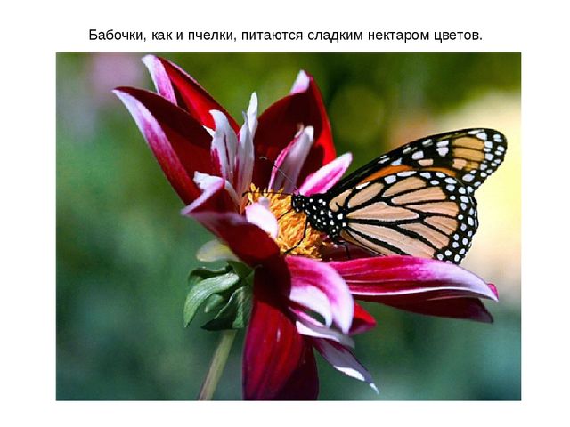 Презентация по ознакомлению с окружающим миром на тему "Насекомые" для дошкольников