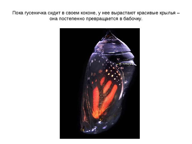 Презентация по ознакомлению с окружающим миром на тему "Насекомые" для дошкольников