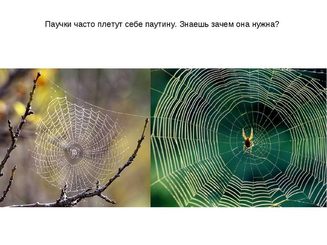 Презентация по ознакомлению с окружающим миром на тему "Насекомые" для дошкольников
