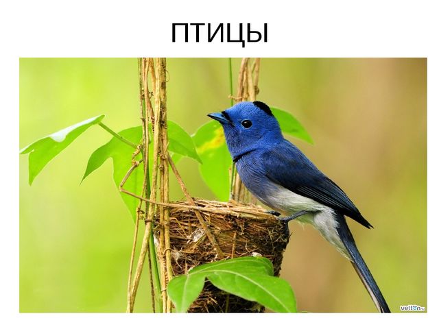 Презентация на день Земли
