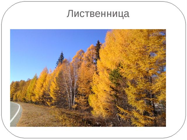 Презентация на тему "Осень. Деревья"