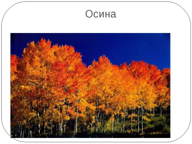Презентация на тему "Осень. Деревья"
