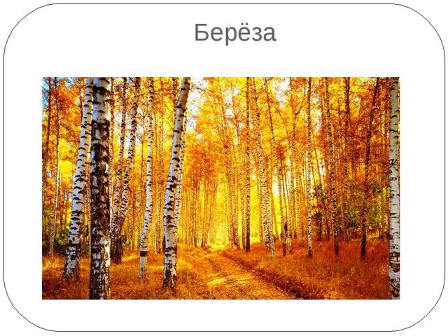 Презентация на тему "Осень. Деревья"