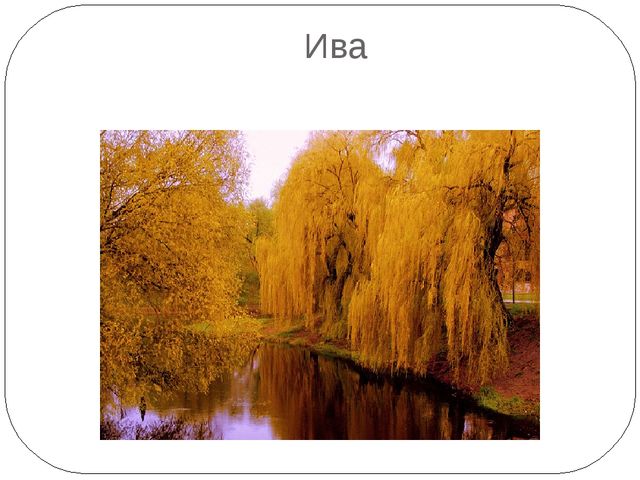 Презентация на тему "Осень. Деревья"