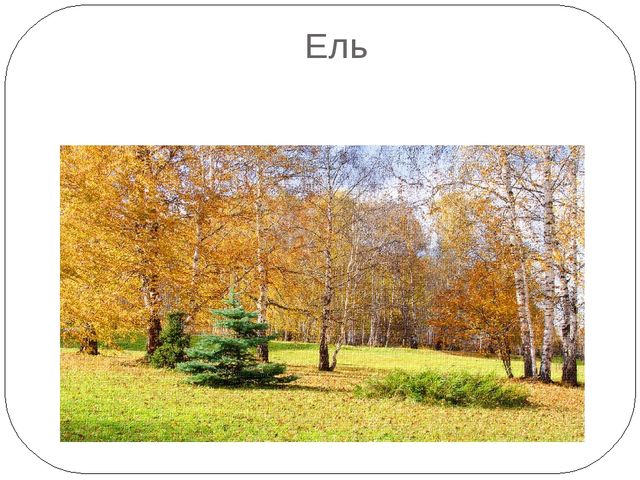 Презентация на тему "Осень. Деревья"