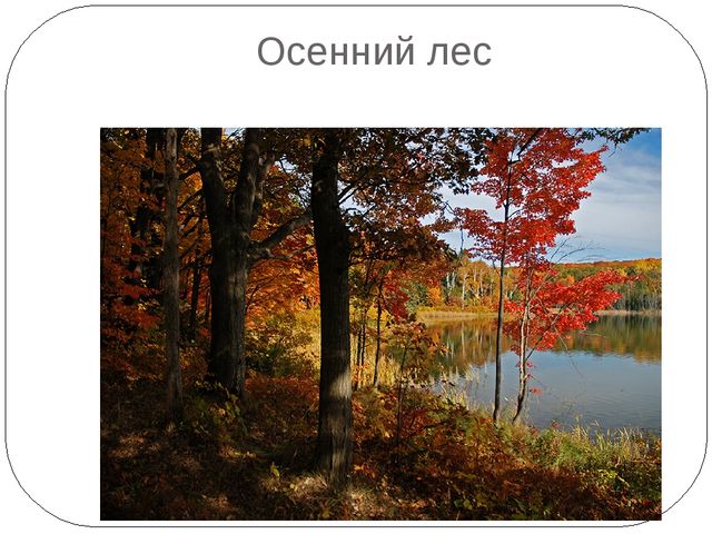 Презентация на тему "Осень. Деревья"