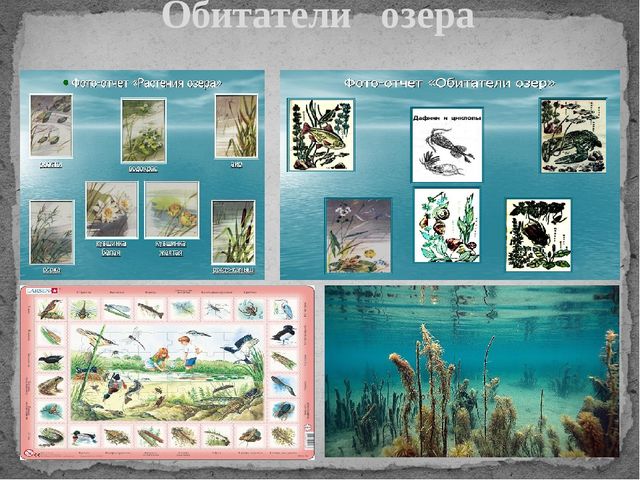 Презентация по познавательному развитию "Водное царство"