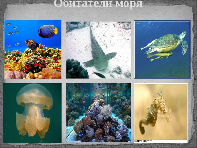 Презентация по познавательному развитию "Водное царство"