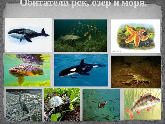 Презентация по познавательному развитию "Водное царство"