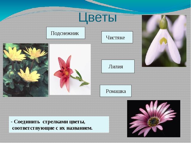 Презентация на тему "Цветы моей Родины"