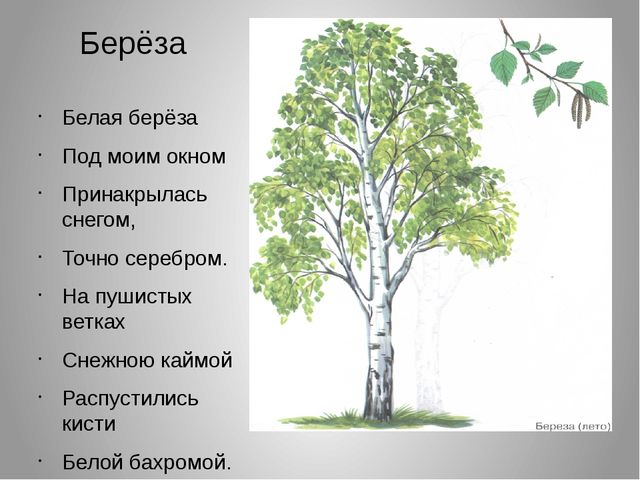 Презентация на тему "Леса нашего края"