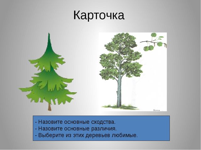 Презентация на тему "Леса нашего края"