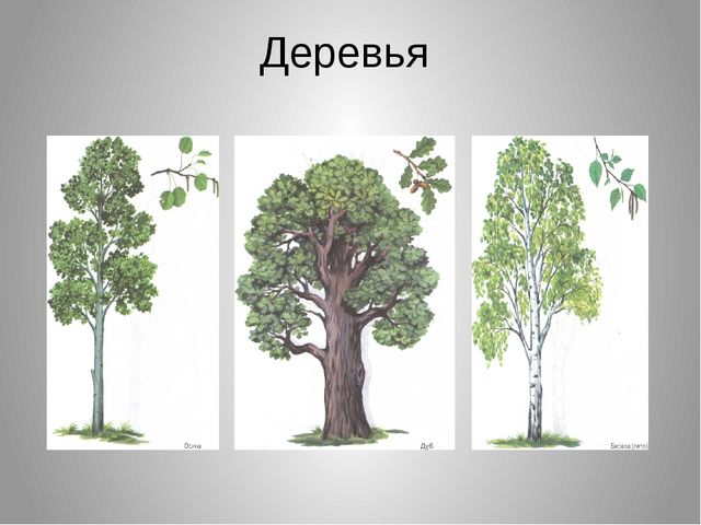 Презентация на тему "Леса нашего края"