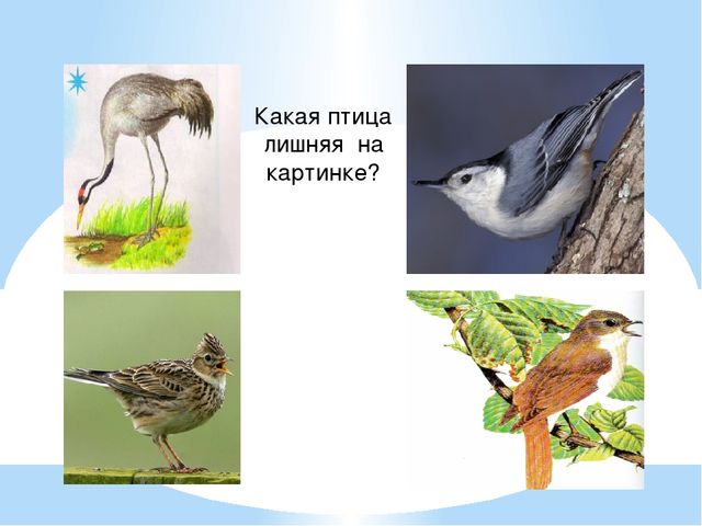 Презентация по теме "Зимующие и перелетные птицы" (старшая группа)