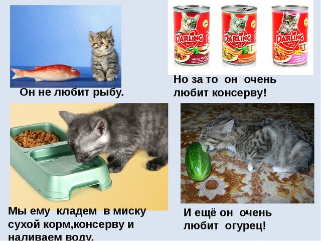 Современные формы речевого развития детей