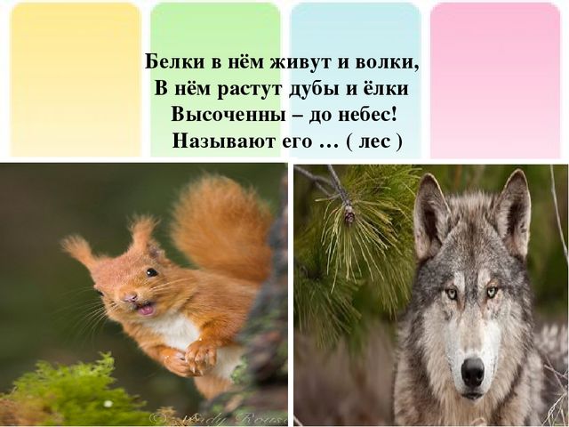 Презентация на тему: "Лесные опасности"
