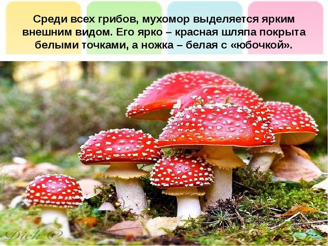 Презентация на тему: "Лесные опасности"