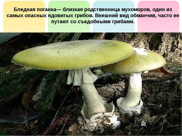 Презентация на тему: "Лесные опасности"