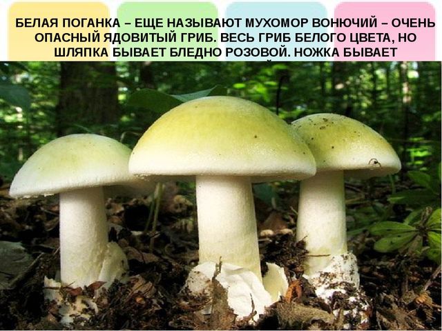 Презентация на тему: "Лесные опасности"