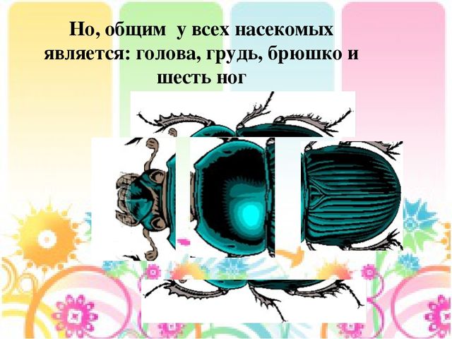 Презентация на тему: "Лесные опасности"