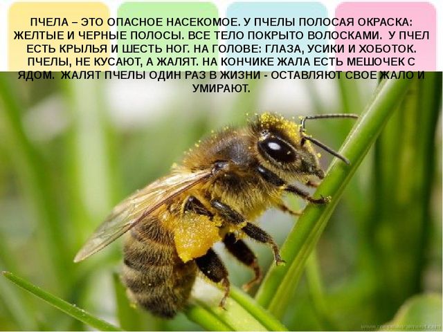Презентация на тему: "Лесные опасности"