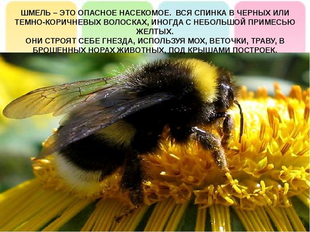 Презентация на тему: "Лесные опасности"