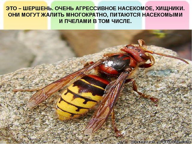 Презентация на тему: "Лесные опасности"