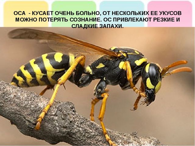 Презентация на тему: "Лесные опасности"