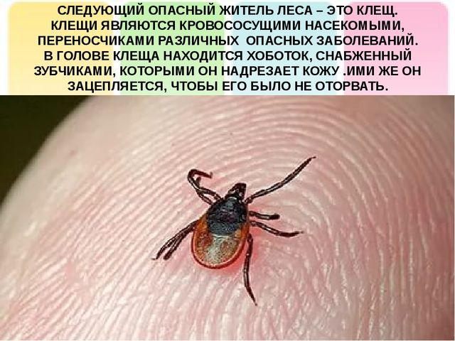 Презентация на тему: "Лесные опасности"