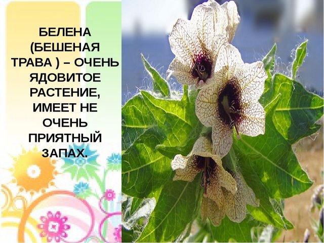 Презентация на тему: "Лесные опасности"