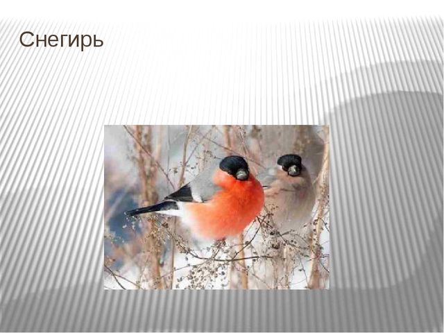 Презентация на тему "Зима и зимующие птицы"