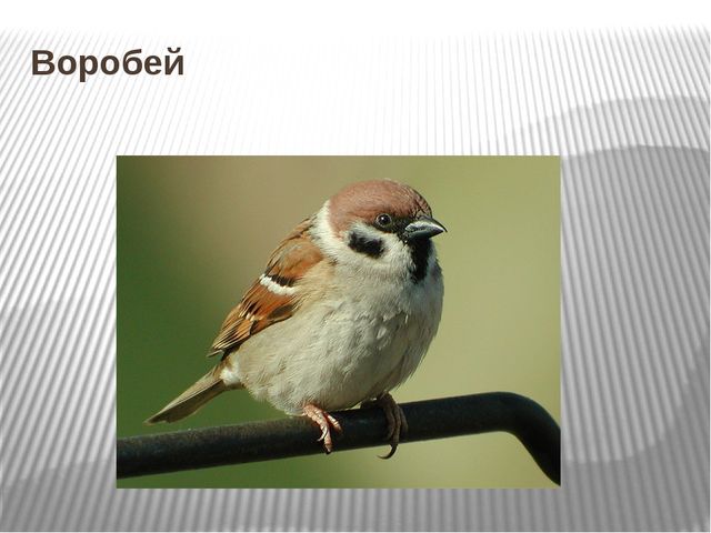 Презентация на тему "Зима и зимующие птицы"