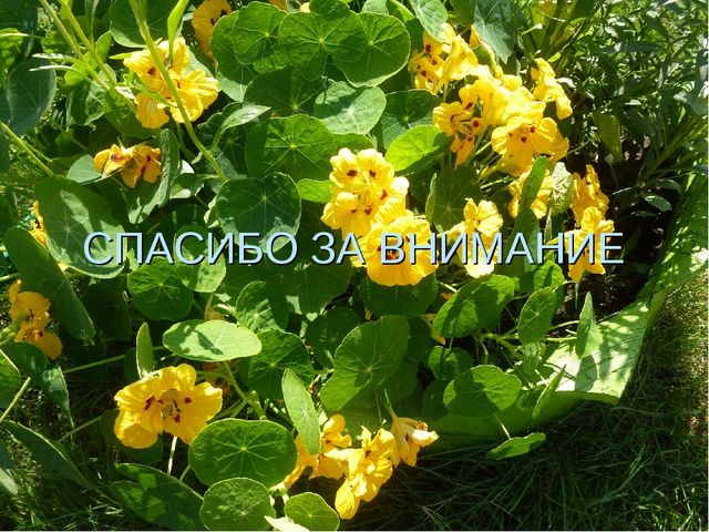 Россия- Родина моя! Патриотическое воспитание.