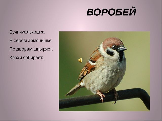 ПРЕЗЕНТАЦИЯ К ЗАНЯТИЮ "ПТИЦЫ" ДЛЯ ДЕТЕЙ 2-3 ЛЕТ