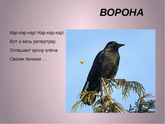 ПРЕЗЕНТАЦИЯ К ЗАНЯТИЮ "ПТИЦЫ" ДЛЯ ДЕТЕЙ 2-3 ЛЕТ