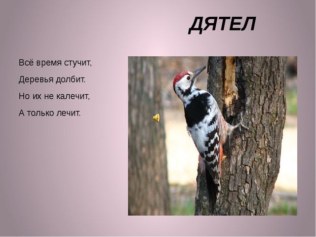 ПРЕЗЕНТАЦИЯ К ЗАНЯТИЮ "ПТИЦЫ" ДЛЯ ДЕТЕЙ 2-3 ЛЕТ