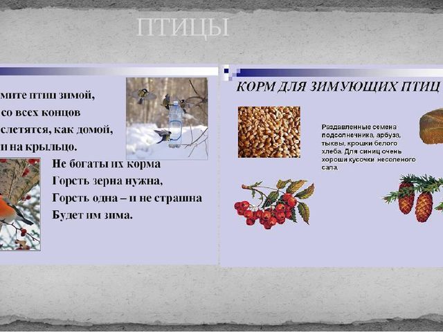 Презентация к Проекту "Покормите птиц зимой"