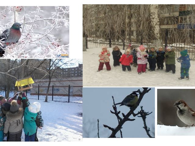Презентация к Проекту "Покормите птиц зимой"