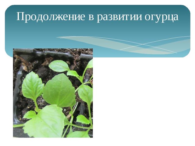 Открытый урок на тему: "Наблюдение за ростом огурца"