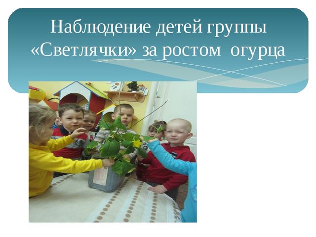 Открытый урок на тему: "Наблюдение за ростом огурца"