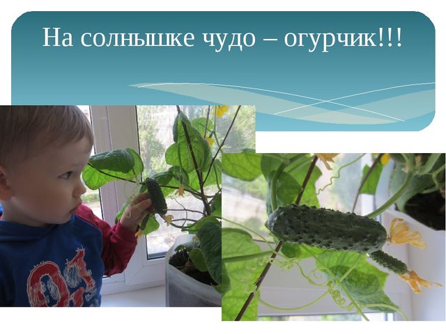 Открытый урок на тему: "Наблюдение за ростом огурца"