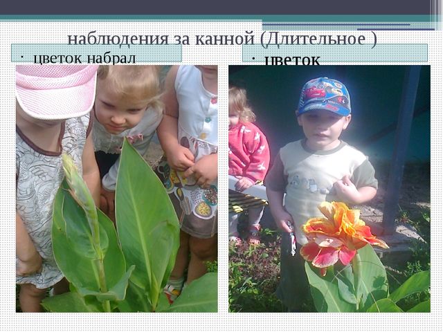 Методический совет на тему: "Влияние метода наблюдения на экологическое воспитание детей младшего дошкольного возраста