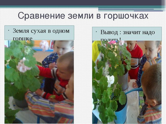 Методический совет на тему: "Влияние метода наблюдения на экологическое воспитание детей младшего дошкольного возраста